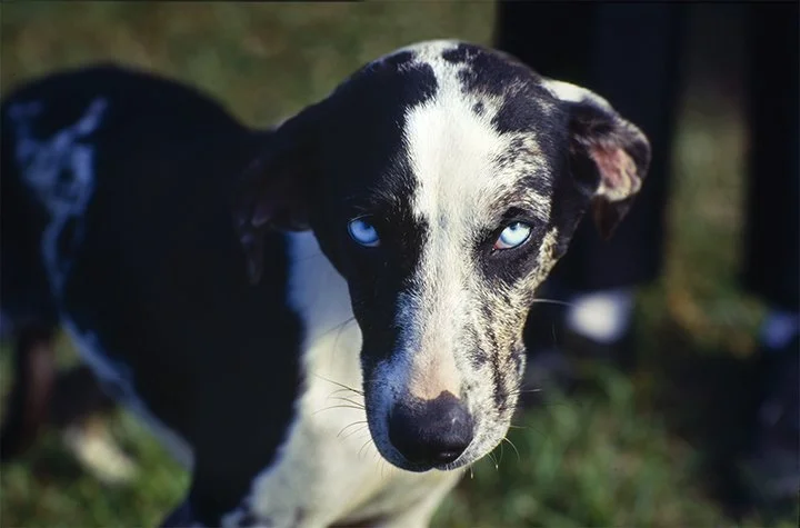 Catahoula Blue .jpg