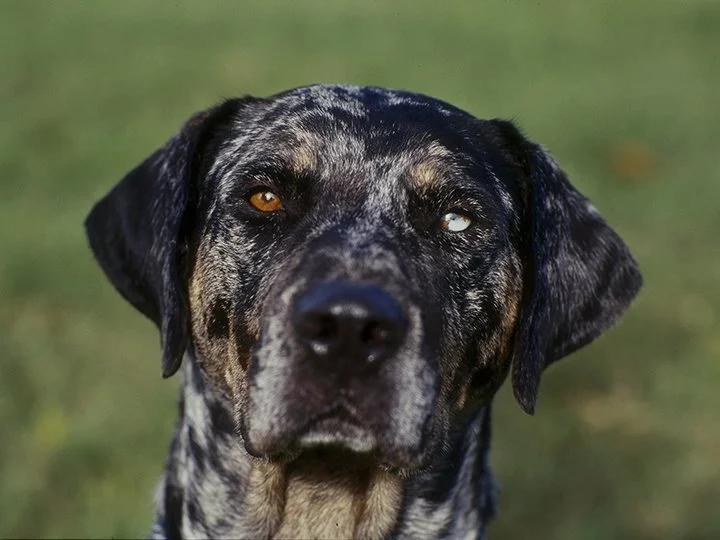 Catahoula Green.jpg
