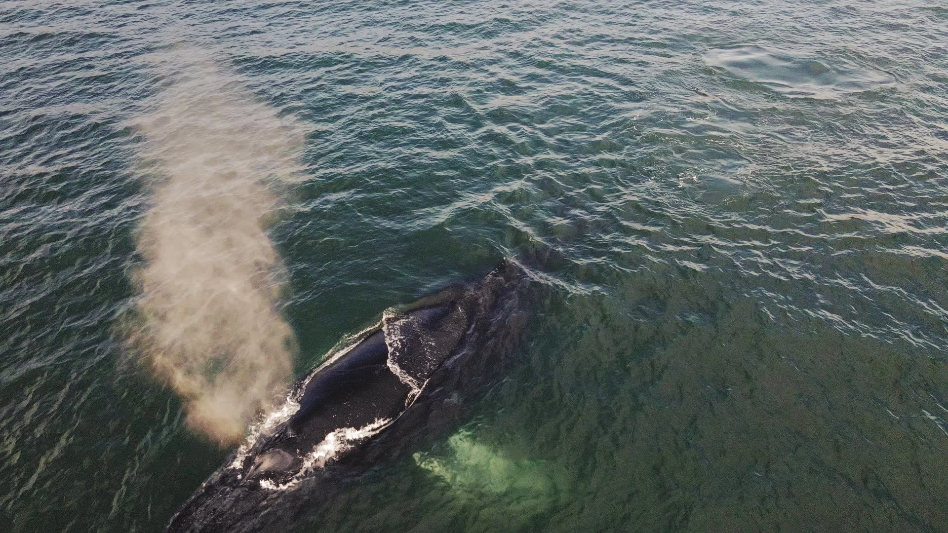 A whale surfacing in the ocean, blowing water and air through its blowhole.
