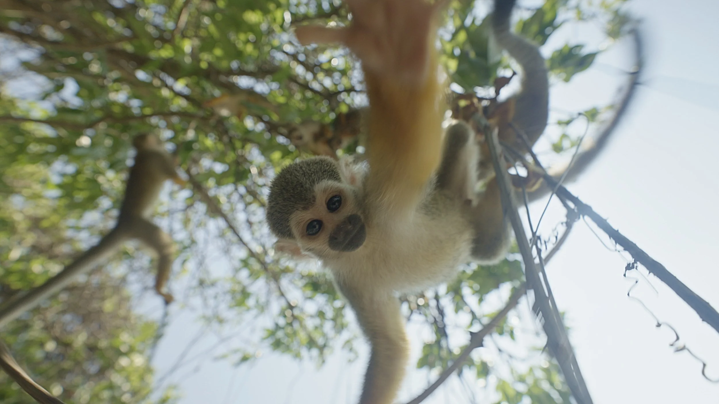 A young squirrel monkey hanging from a tree branch, looking down at the camera with wide, curious eyes, surrounded by green leaves and branches.