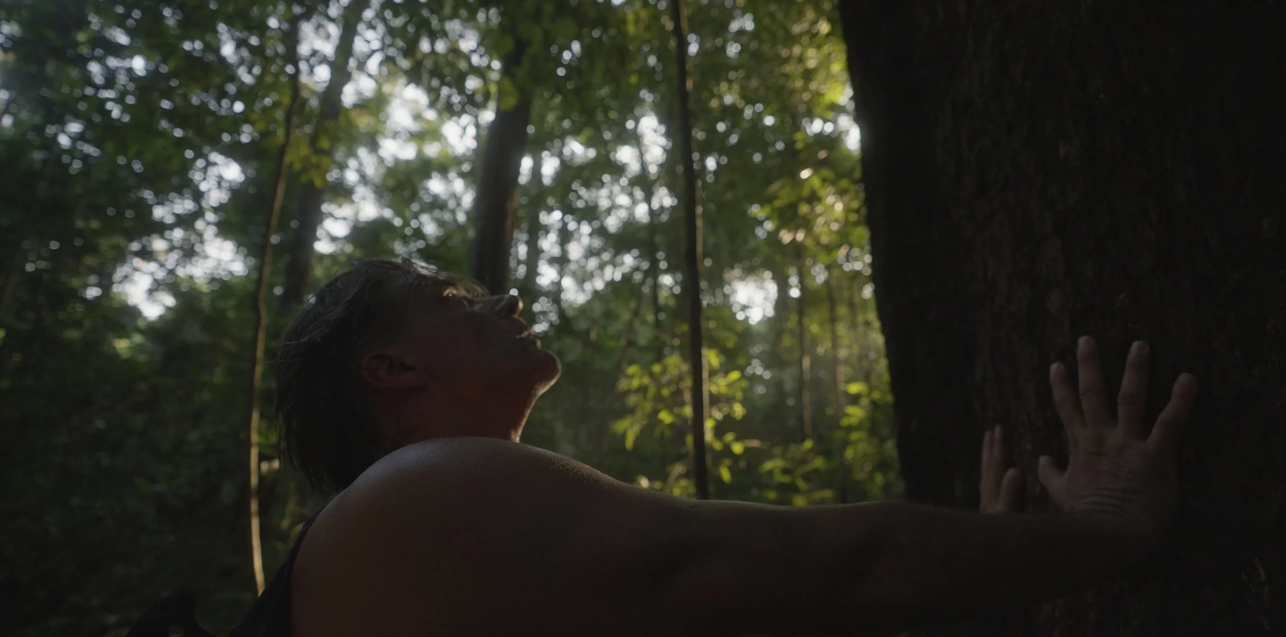 A person in a forest touching a large tree trunk, looking up at the canopy with sunlight filtering through the leaves.