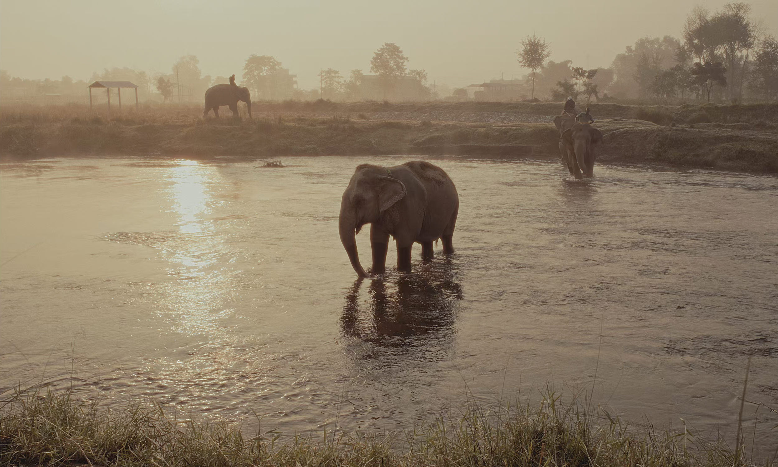 Elephants in a river at sunset, with one elephant standing in the water and two others on the riverbank, one on its back and one walking along the shore, in a natural landscape with trees and distant buildings.