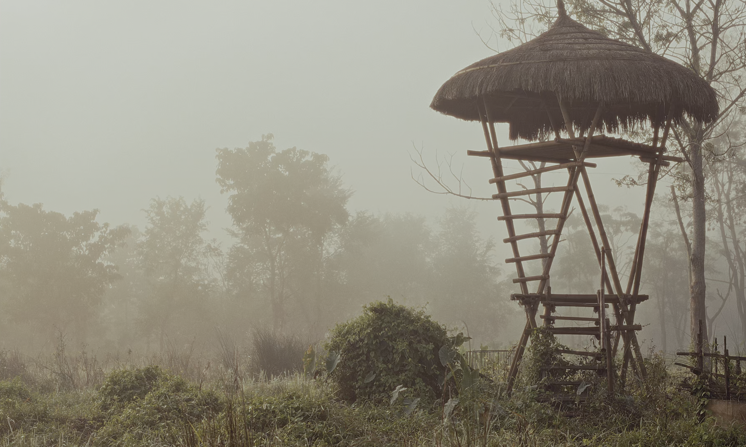 A tall wooden observation tower with a thatched roof stands in a foggy, natural landscape surrounded by trees and bushes.