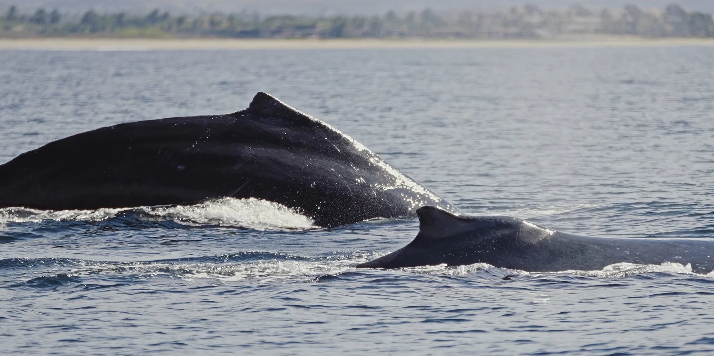 Listening to the Whales