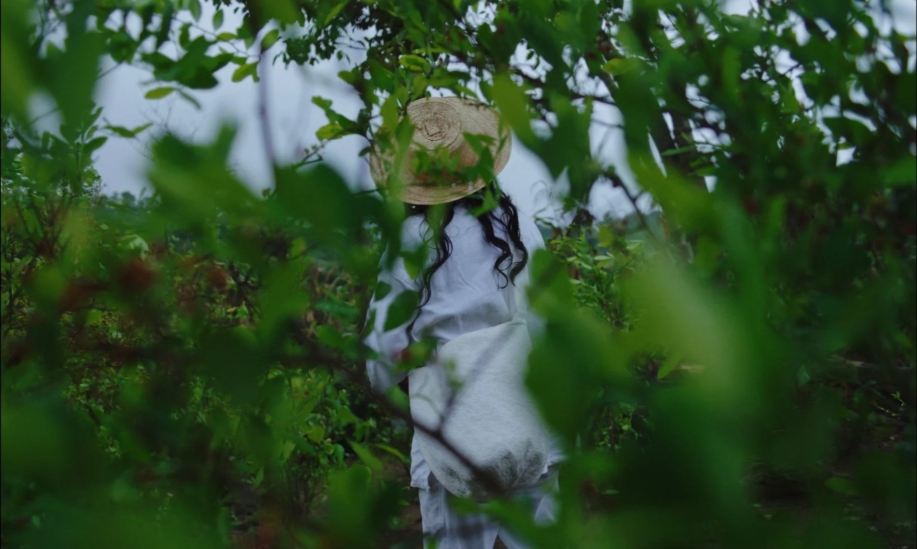 Person wearing a straw hat and white clothing walking through lush green bushes in an outdoor setting.