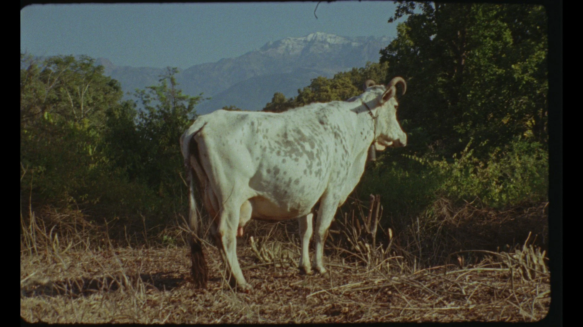 A white and gray speckled cow standing on dry ground with green trees and mountains with snow in the background.