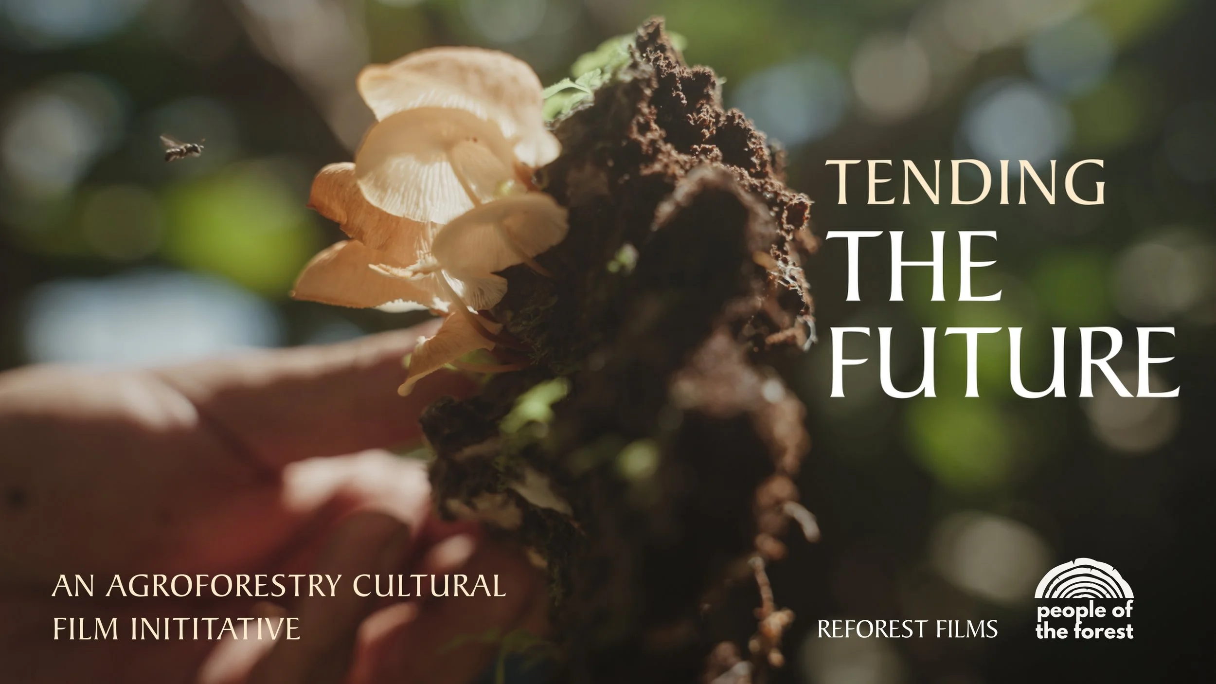 A hand holding a piece of wood with mushrooms growing on it, with a background of blurred green foliage and sunlight. Overlaid text reads 'Tending the Future', 'An Agroforestry Cultural Film Initiative', and logos for 'Reforest Films' and 'People of the Forest'.