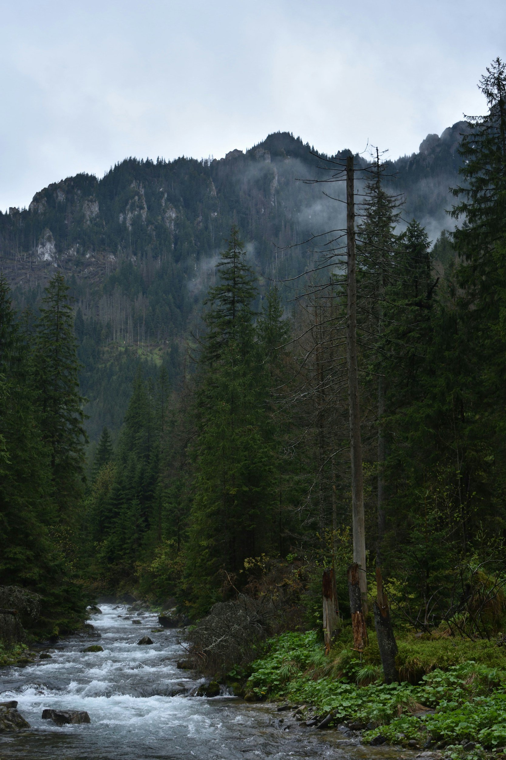 A mountain landscape with tall evergreen trees, a flowing stream, and mist on the mountain slopes under a cloudy sky.