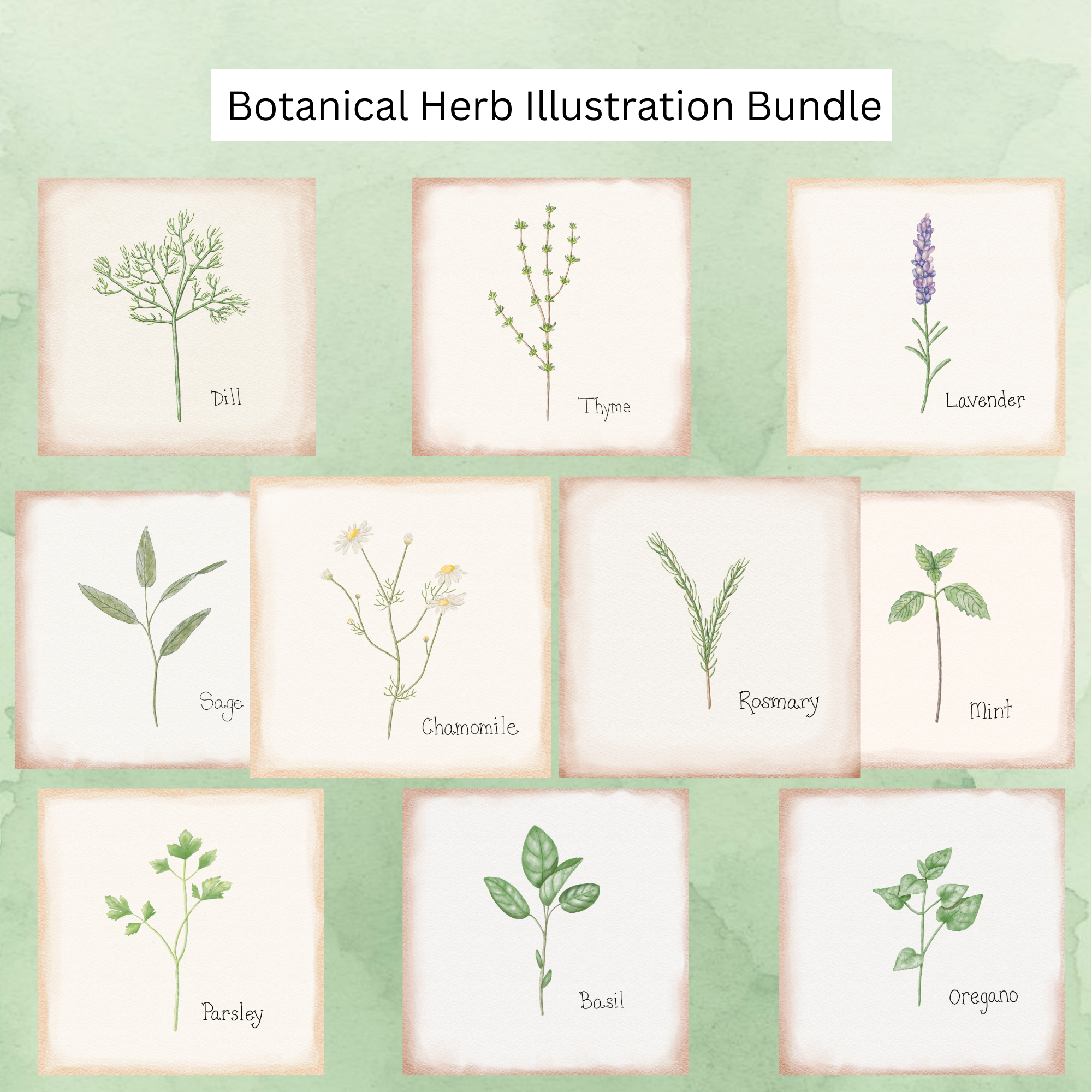Herb Illustration Bundle - 1.png