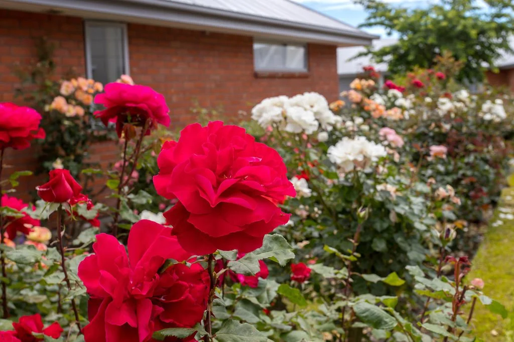 Red, pink, and white roses growing in a garden in front of a brick house with a gray roof.