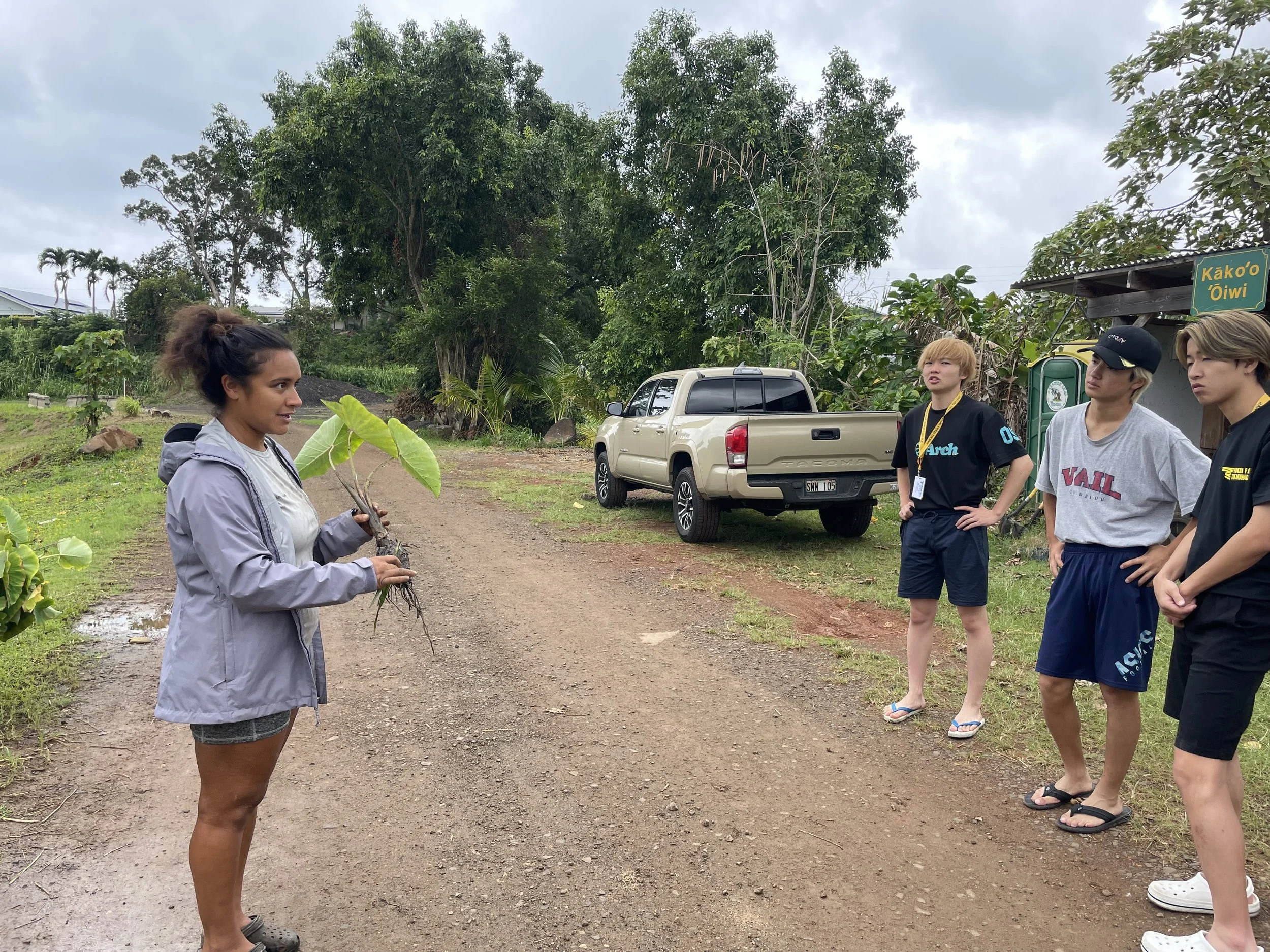 Taro Farm: Work alongside local farmers to learn traditional taro cultivation and sustainable farming practices passed down through generations.