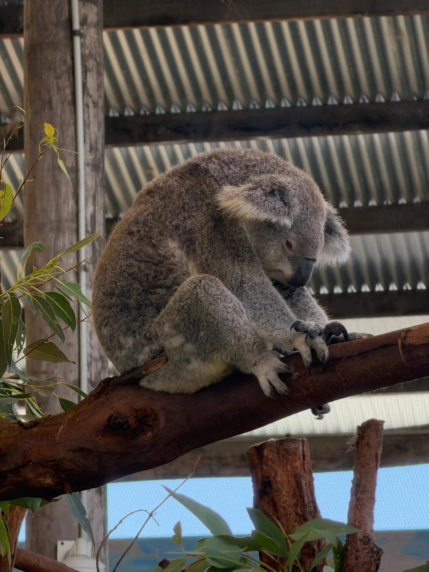Such an amazing experience nice to play tourist🤍
Perfect for families and a must-do for guests visiting the area 🐨✨📍Oakvale Wildlife Park #familyadventures #oakvalewildlifepark #makingmemories #littleexplorers #touristmode