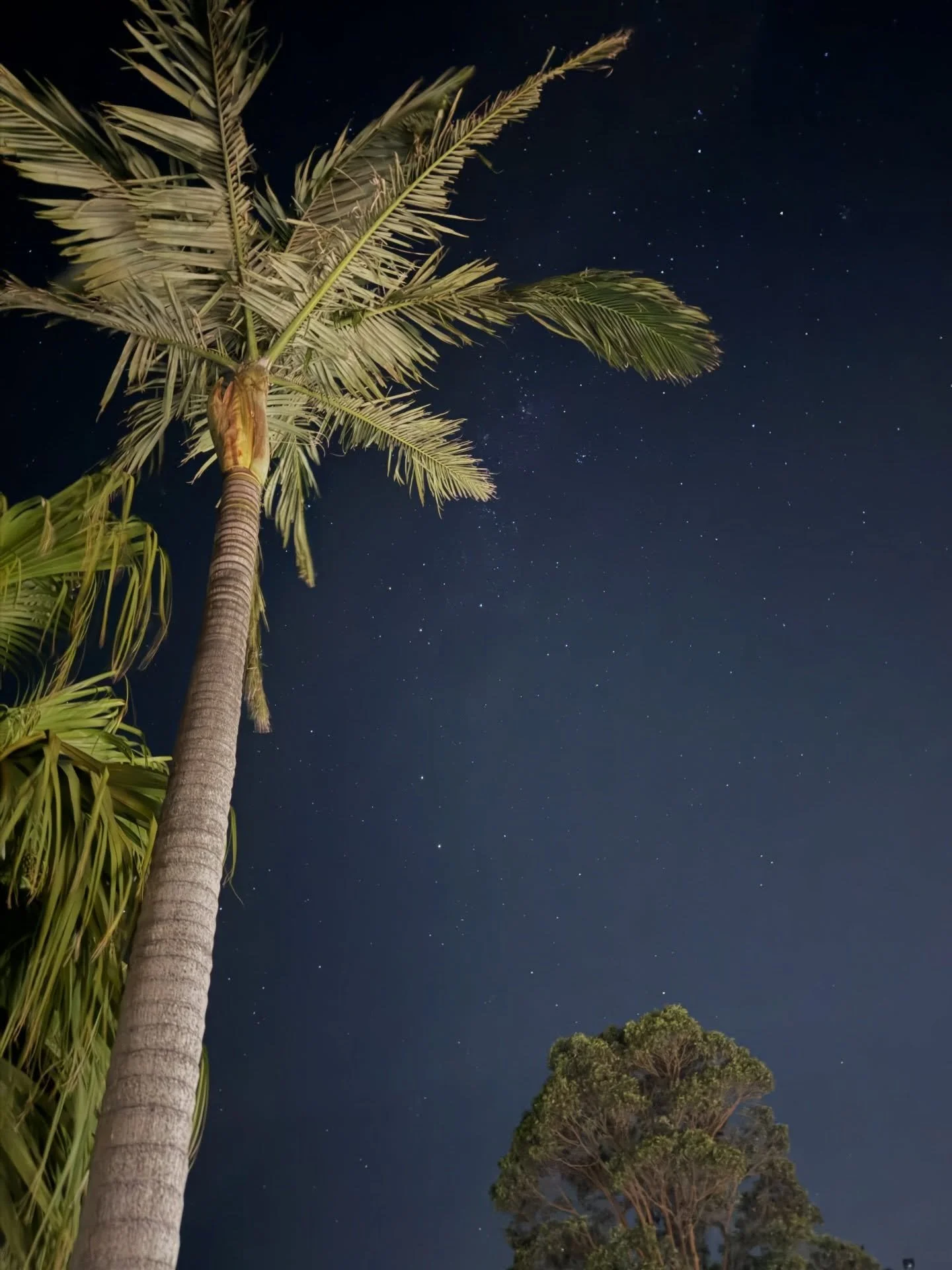 Palm trees, but make it country 🌴

Still, quiet, and a sky full of stars a little piece of our family, just inland✨

#huntervalley #staynsw #australiangetaway #familybusiness #hiddennsw