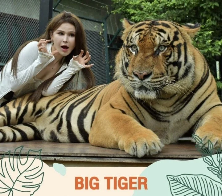 Tiger Experience Phuket
