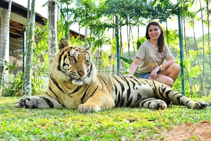 Tiger Experience Phuket