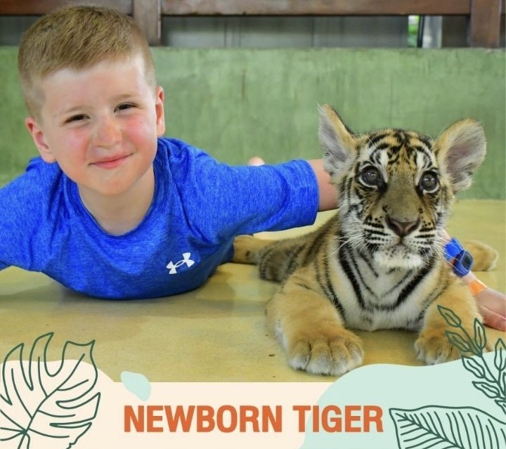 Newborn Tiger