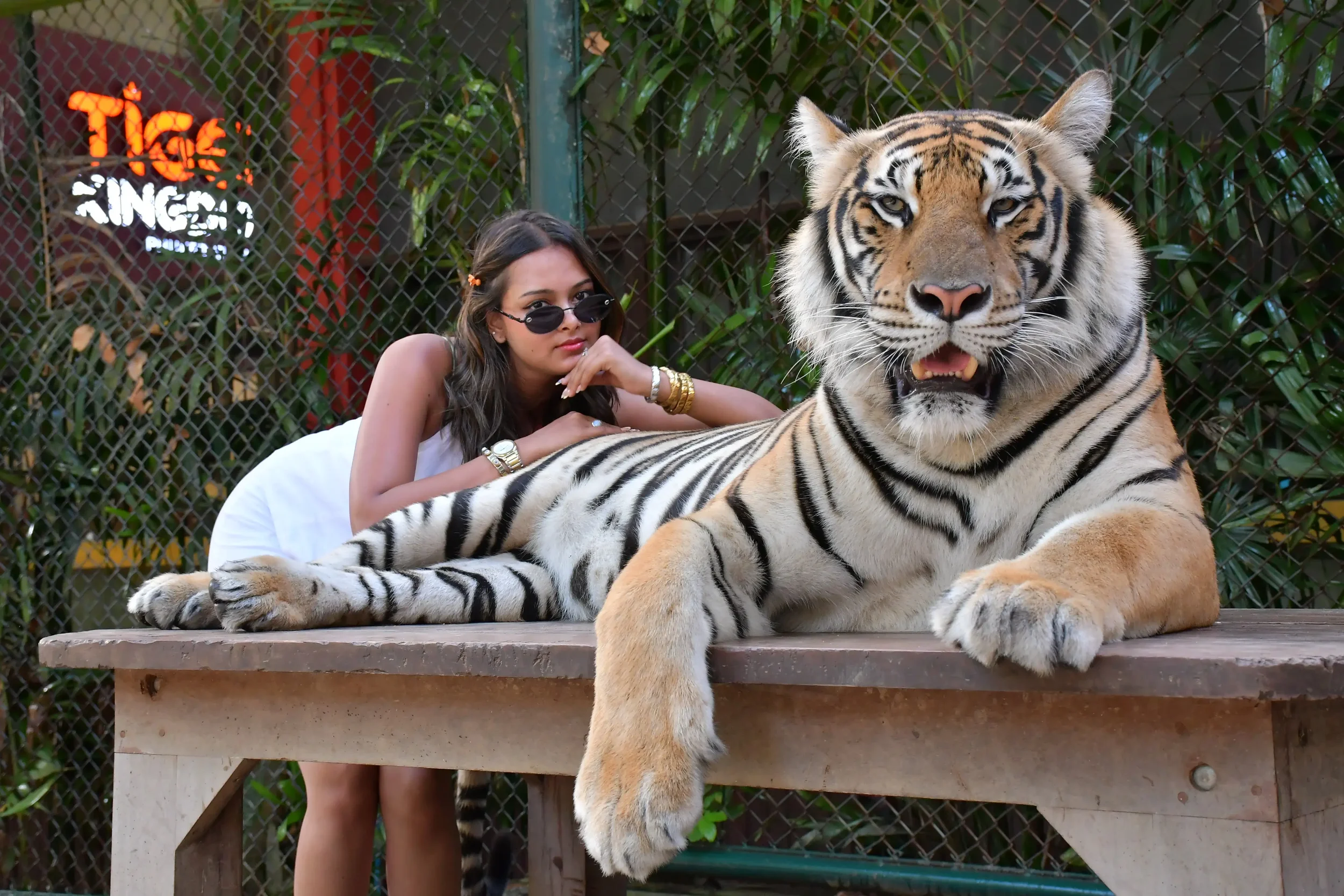 Medium Tiger Phuket