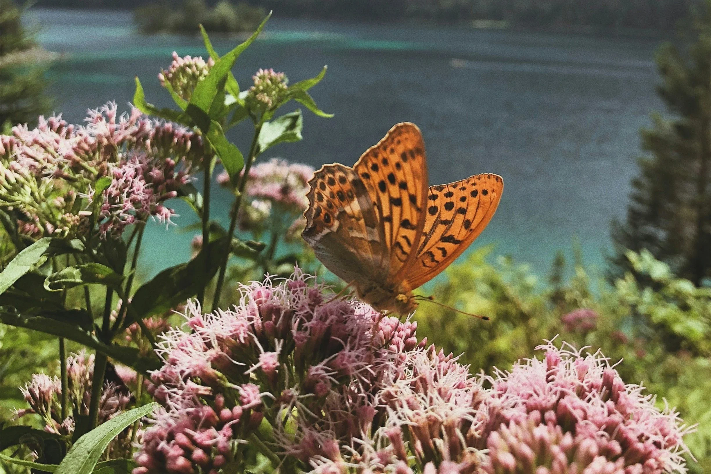 Valley of the butterflies