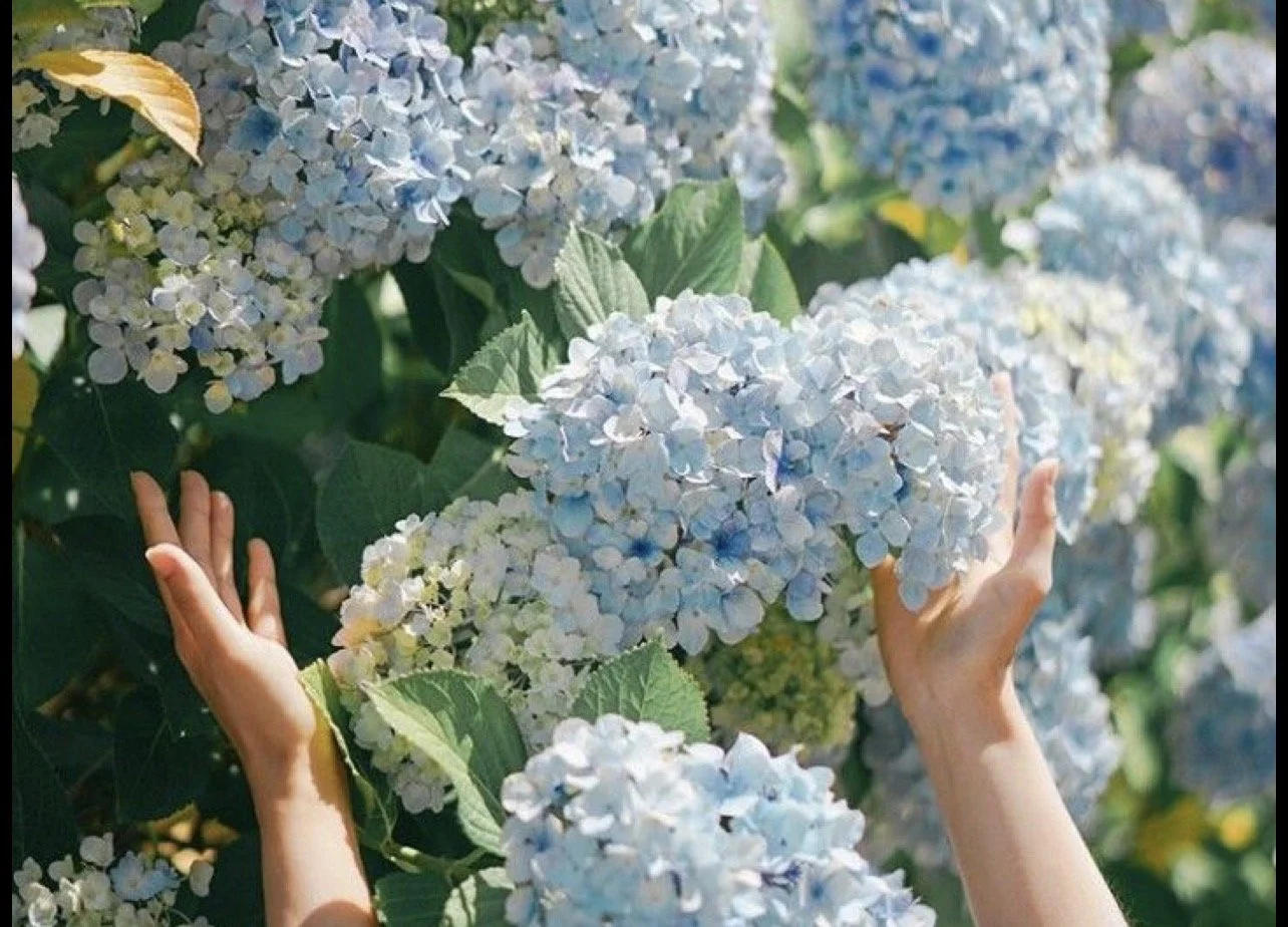Hands touching large light blue and white hydrangea flowers in a garden.