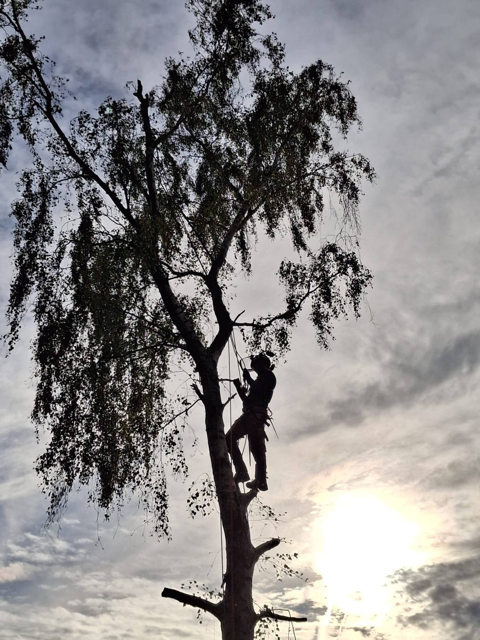 Een silhouette van een touwtechnicus die in een boom klimt en werkt, met de zon die ondergaat op de achtergrond.