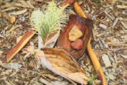 Create an Acknowledging Country display