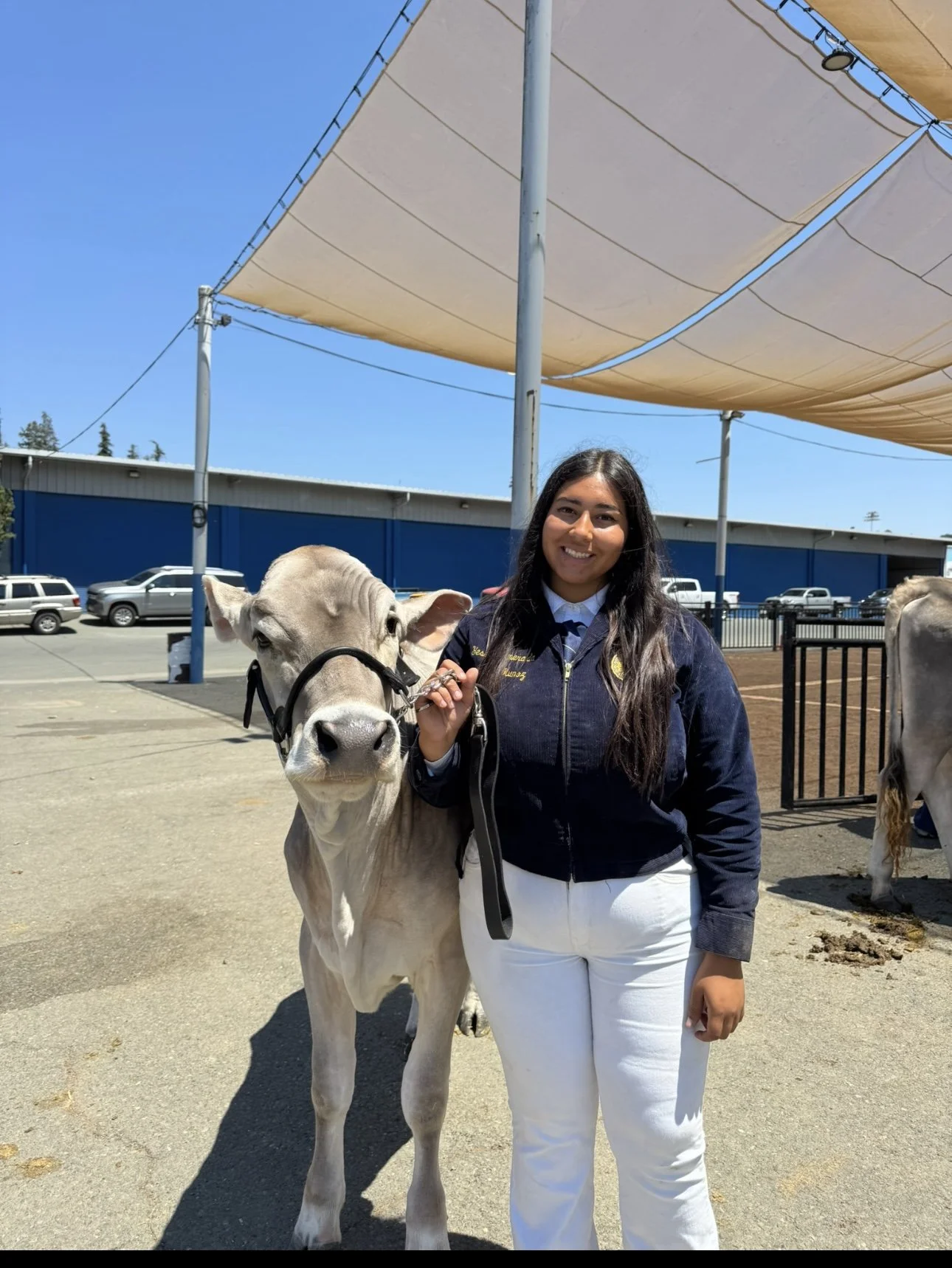 A young woman holding a leash with a calf at an outdoor farm or petting zoo on a sunny day.