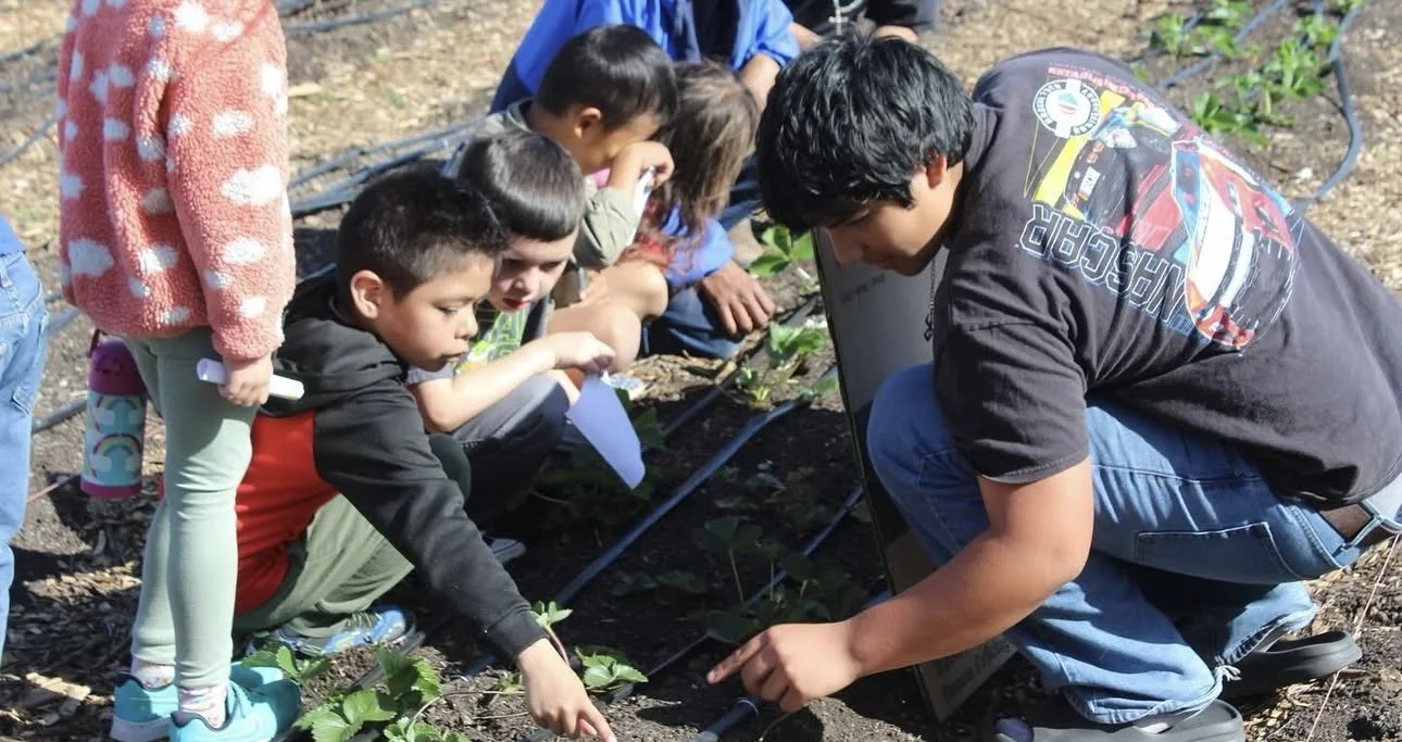 A group of children gathered around a young man planting or tending to sprouted plants in a garden or farm bed.