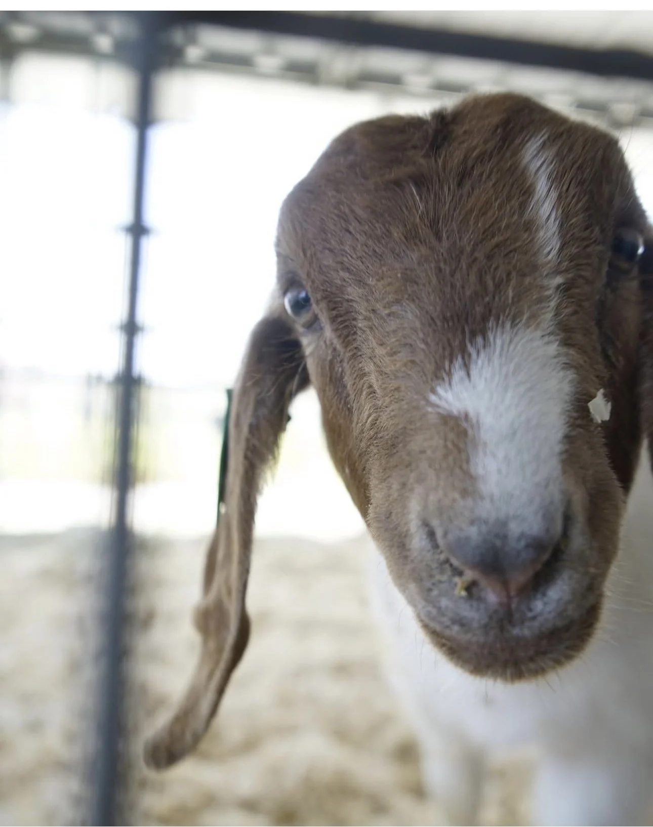 Close-up of a brown and white puppy with floppy ears, sniffing the camera.