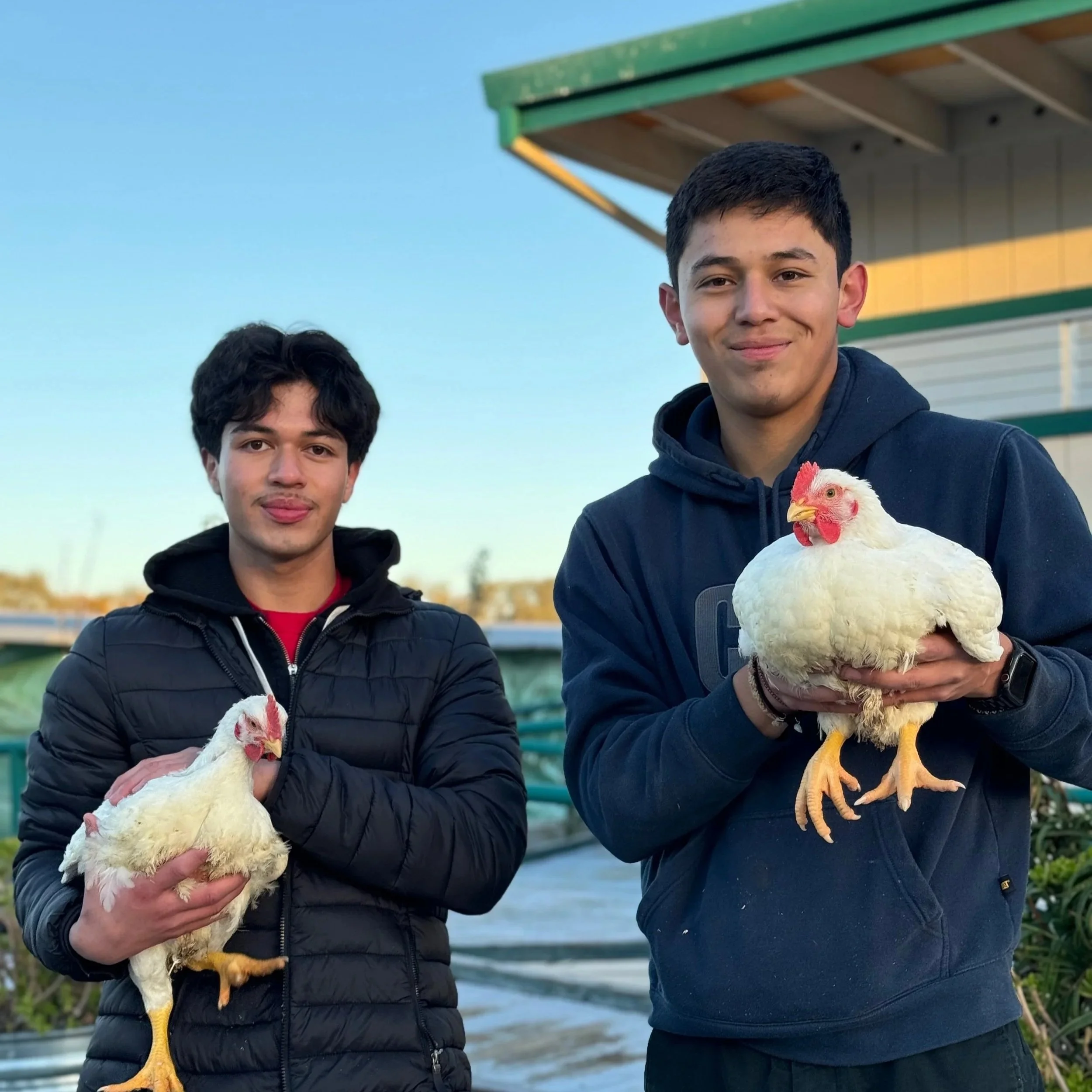 Two young men standing outdoors, each holding a white chicken with red combs, against a backdrop of sky and greenery.