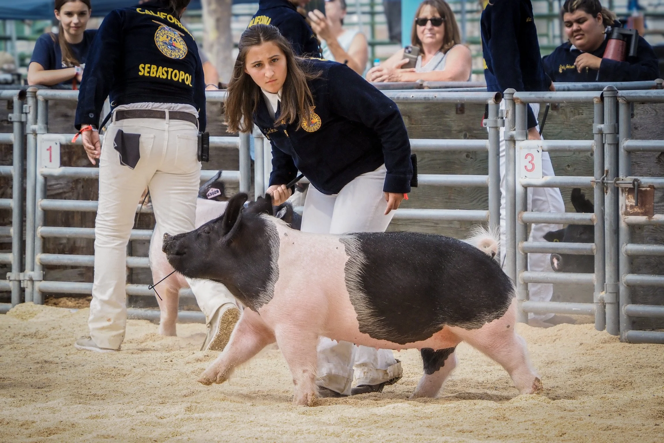A young woman with long hair and a serious expression is holding a pig with black and pink patches while participating in a pig show or competition. She is wearing a navy jacket with a badge and white pants. Around her, there are other young people and adults, some taking photos or observing, and some wearing navy jackets with yellow embroidery, indicating they are part of a team or organization. The setting appears to be an outdoor arena with sandy ground, metal fencing, and numbered signs.