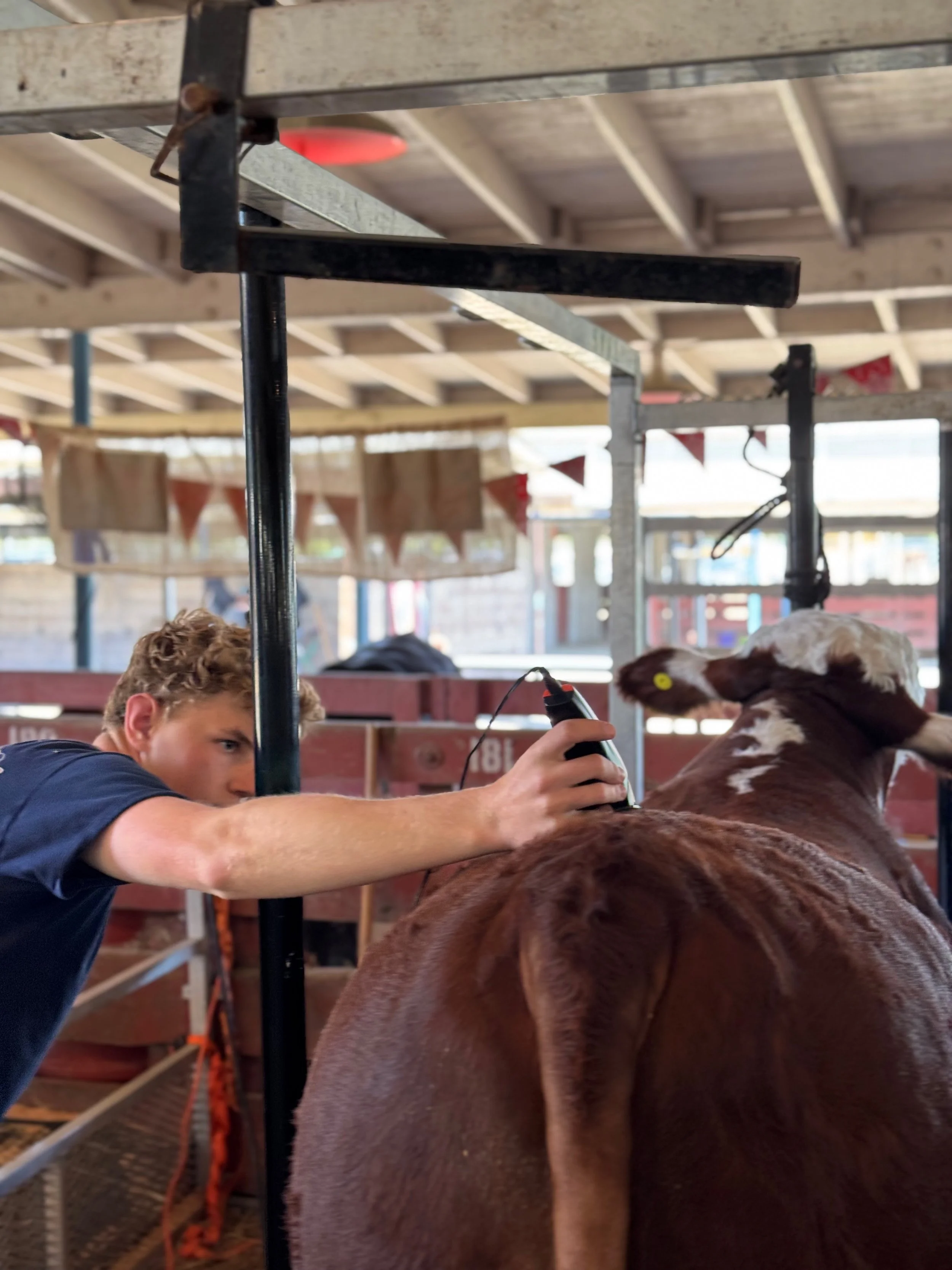 A young man with curly hair taking the temperature of a brown calf using an infrared thermometer in a barn or farm setting.