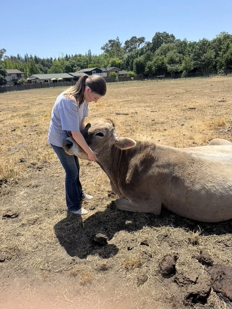 Woman interacting with a large, light-colored cow lying on the ground in an open field under a clear blue sky.