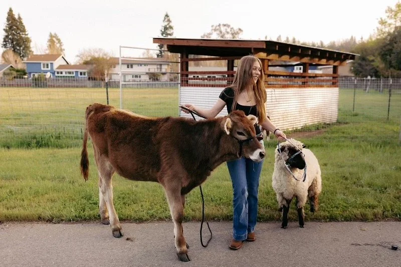 A woman standing outdoors holding two animals, a cow and a sheep, on leashes in a grassy fenced area with a small barn and houses in the background.