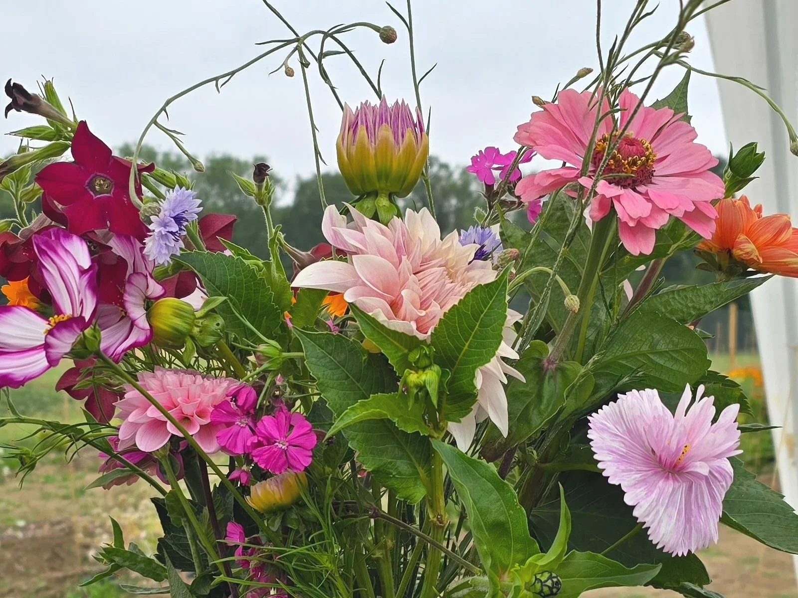 A selection of seasonal summer flowers picked from the field in