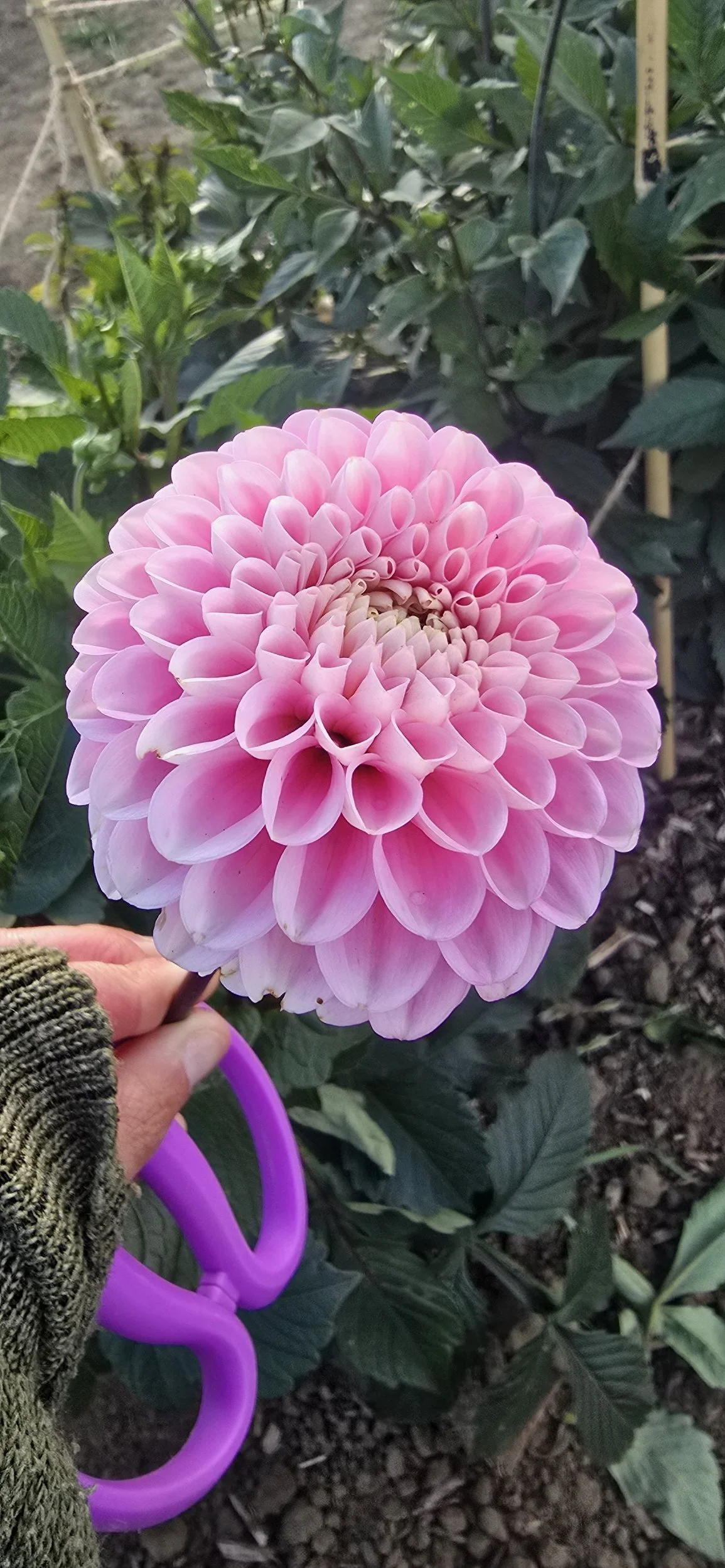 A Wizard of Oz Dahlia picked in the field