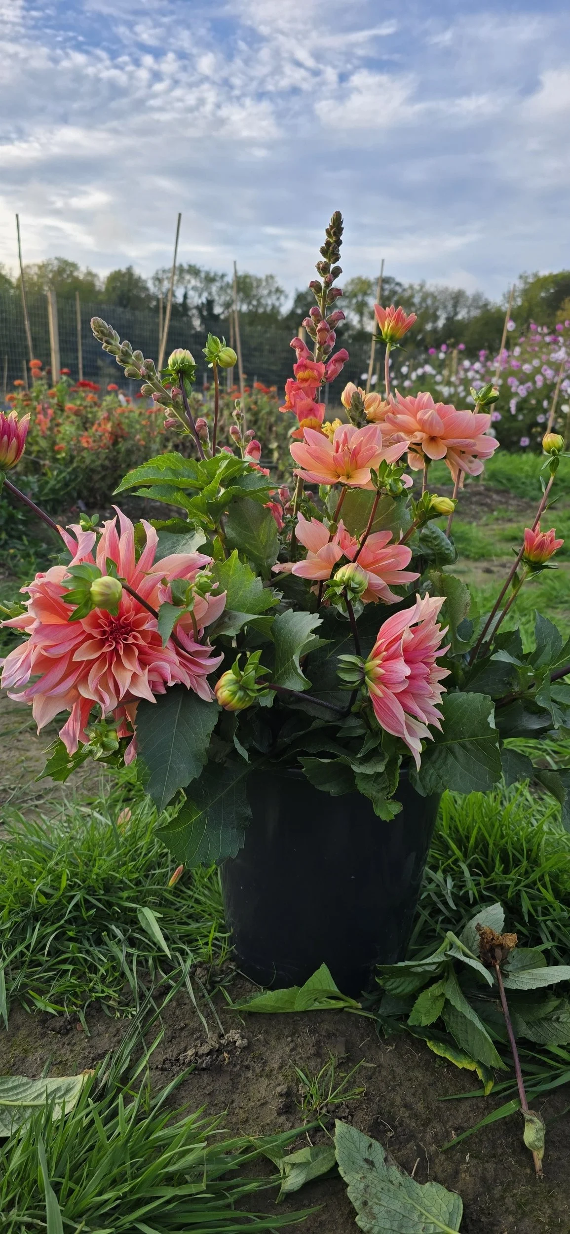 A bucket of freshly picked Labyrinth Dahlias in the flower field