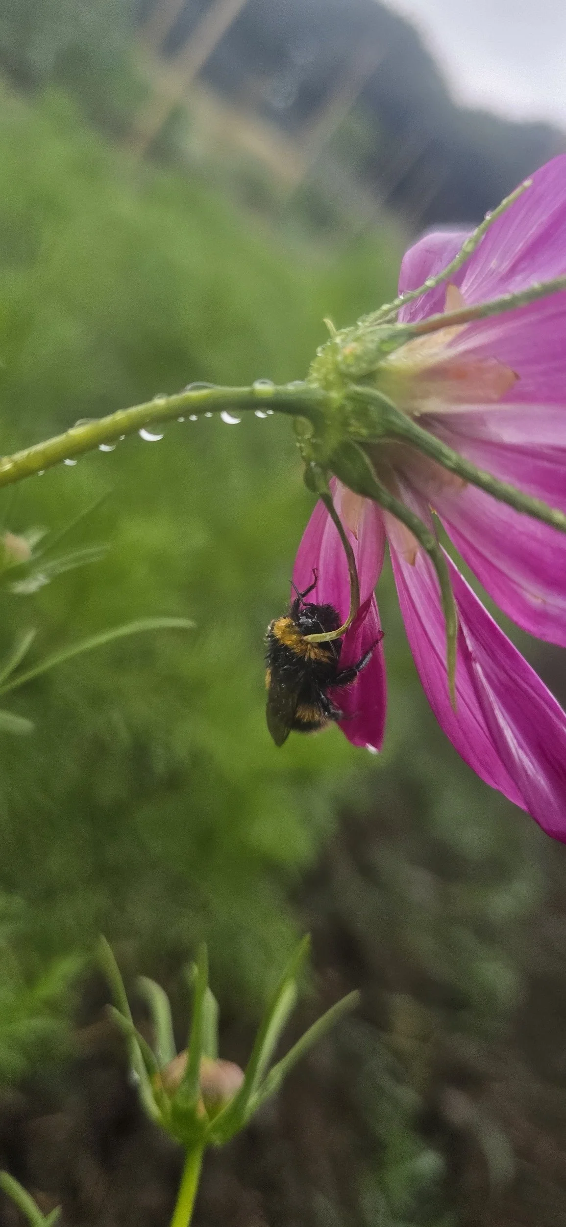 A bee holds onto a Cosmos flower during a rain shower