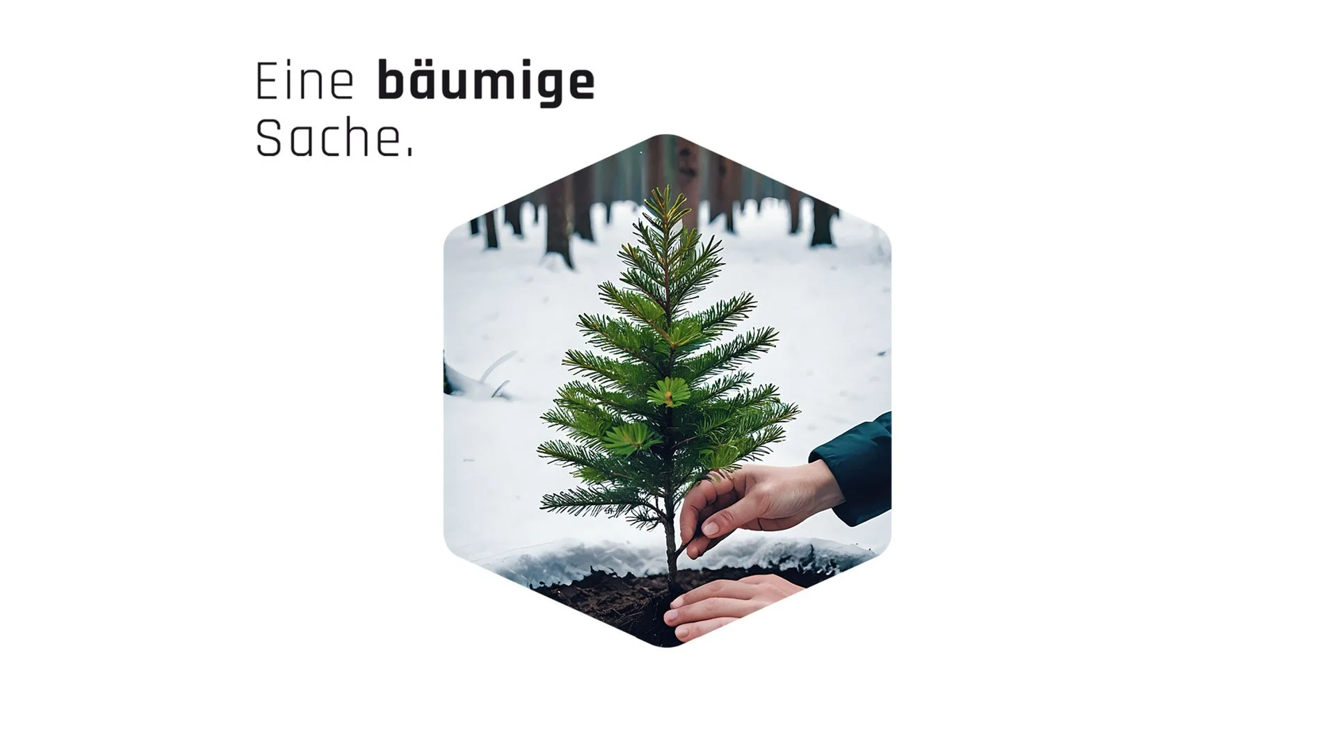 2411Baeume-pflanzen-1.jpg