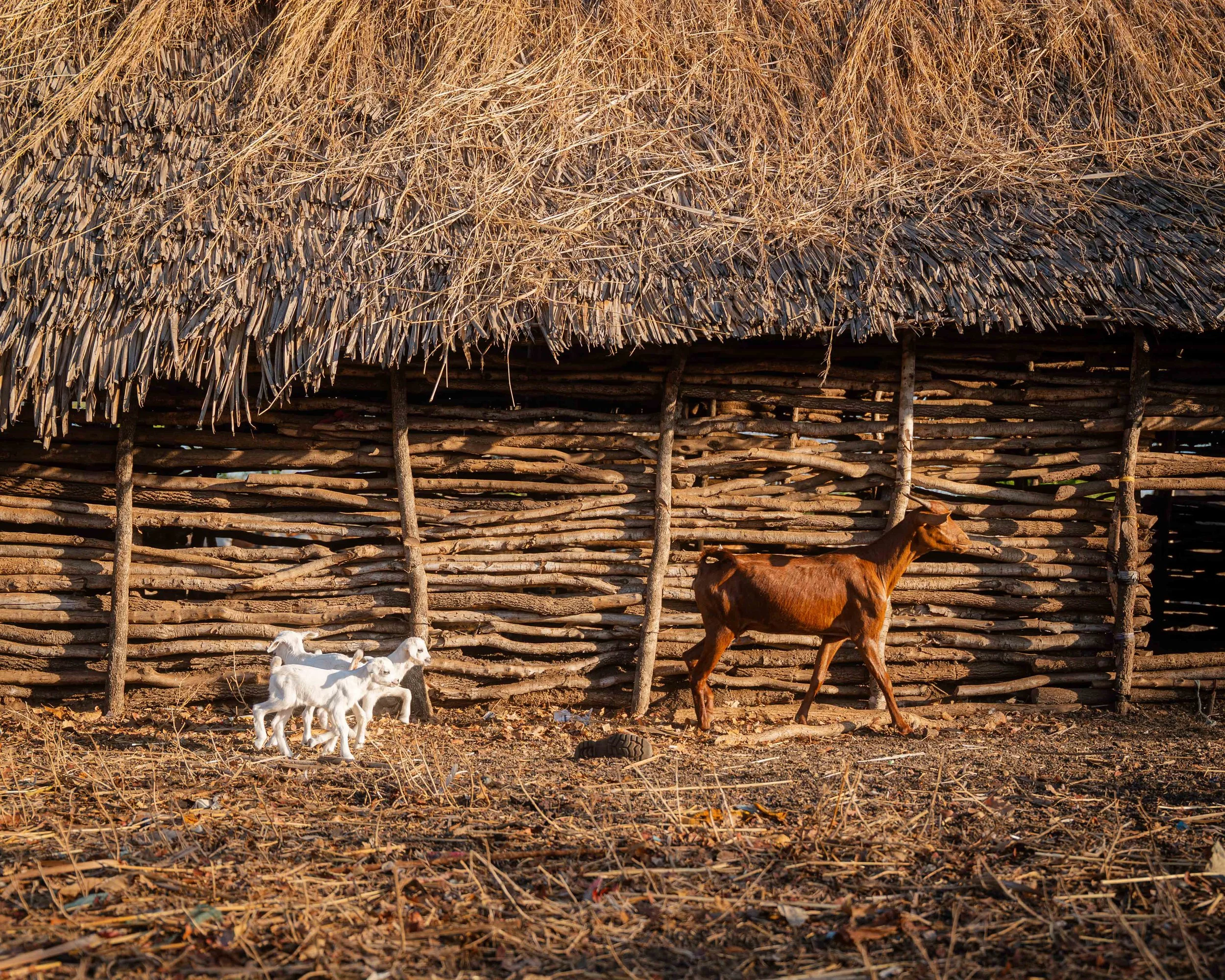 TZA_2025_FPC_Biovision_Yusuf Msafiri-00488.jpg