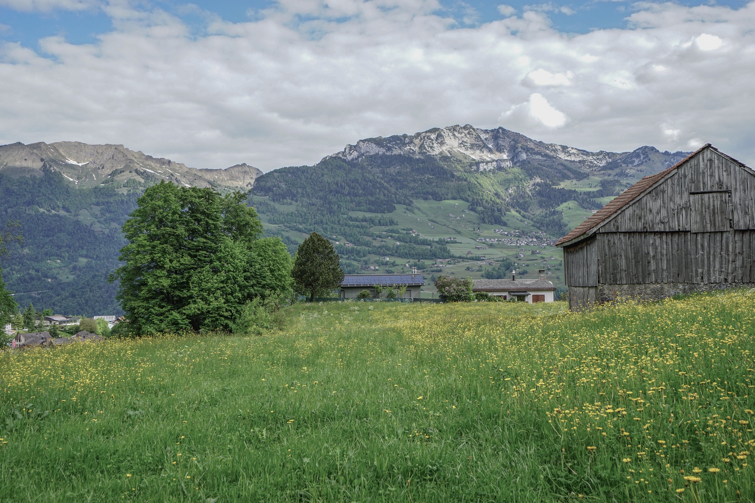 Grünes Feld mit gelben Blumen, ein Baum, eine alte Holzscheune und Berge im Hintergrund bei bewölktem Himmel.