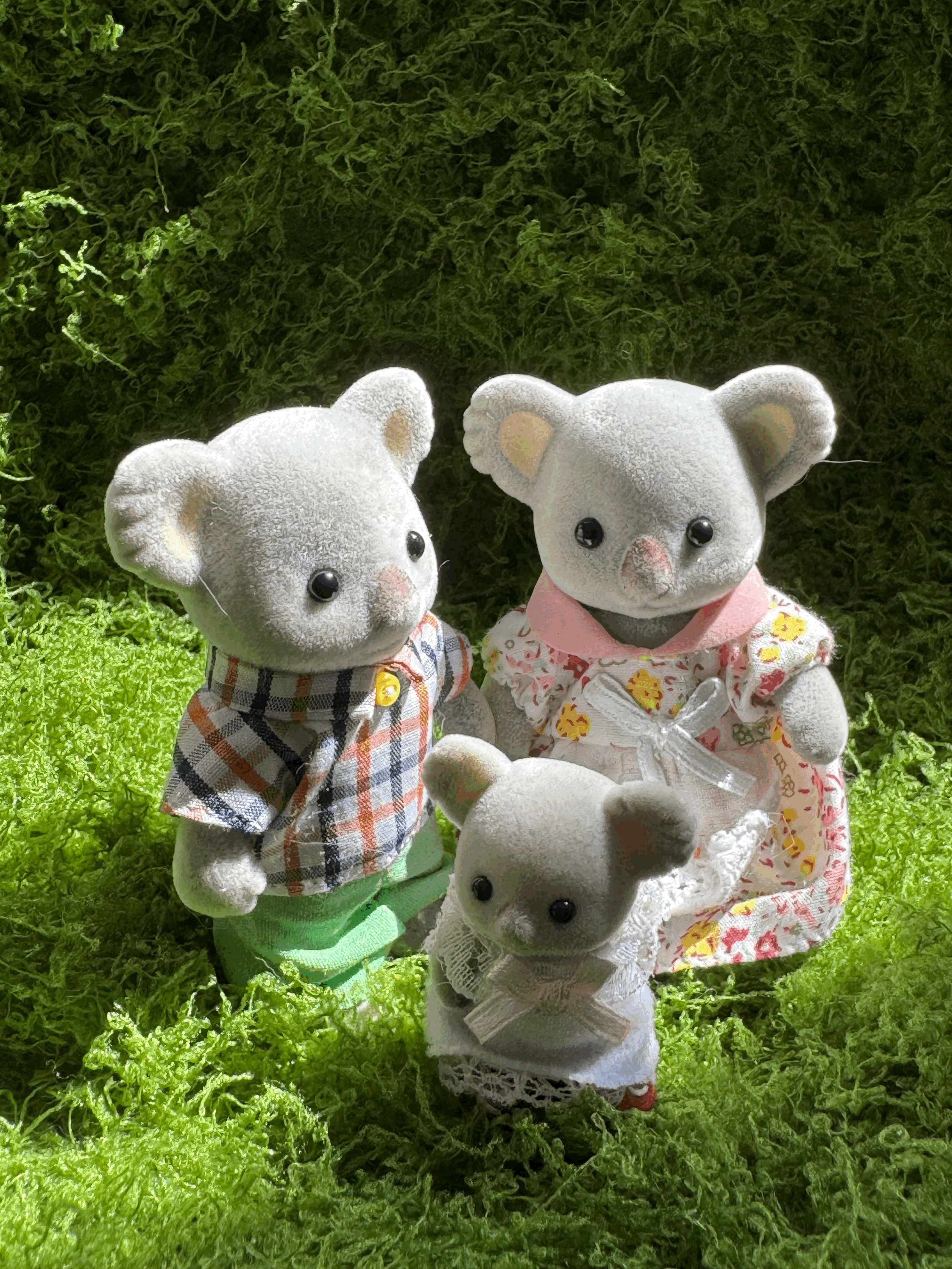 Koala Fam