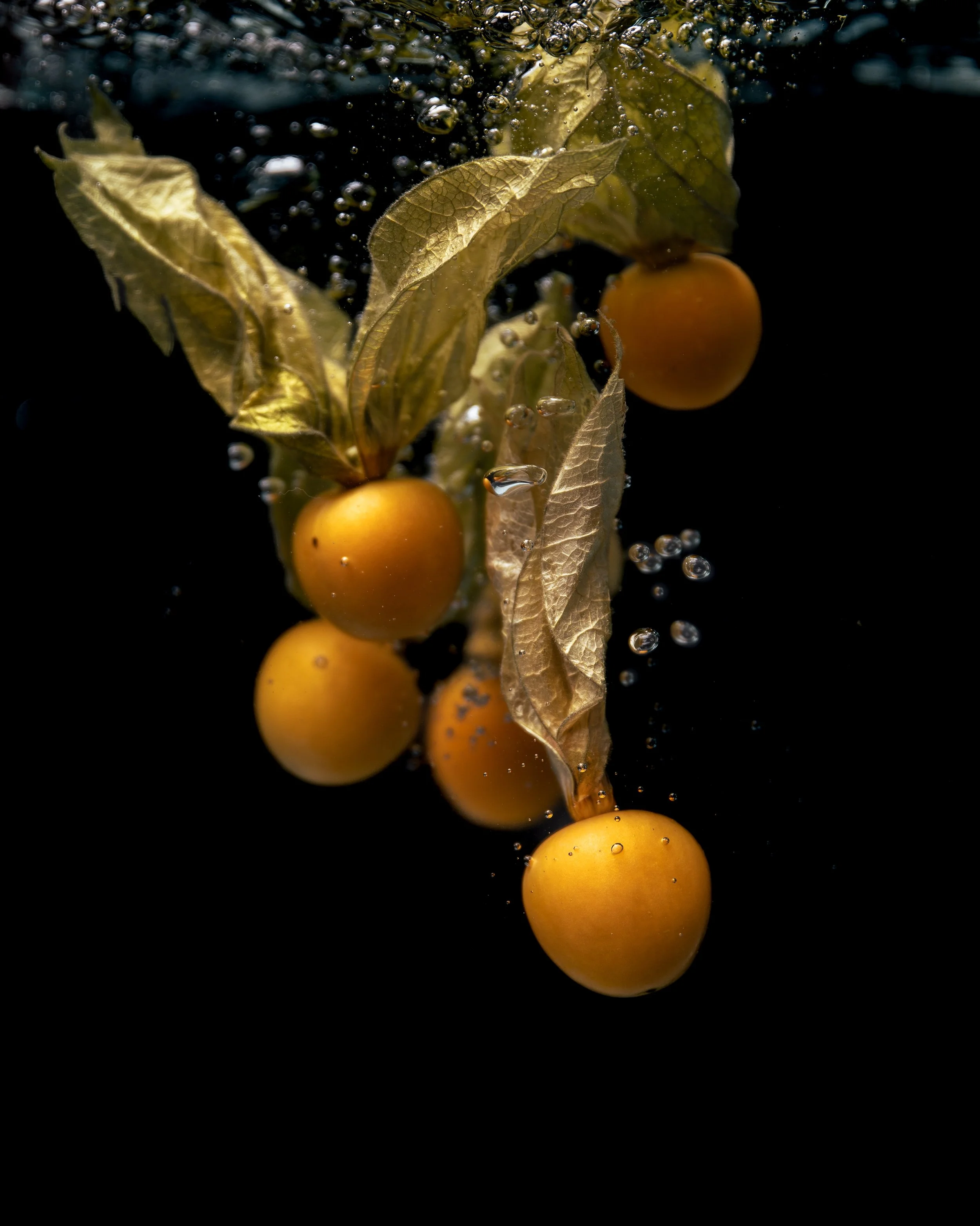 Fine Art Druck: Diving Physalis