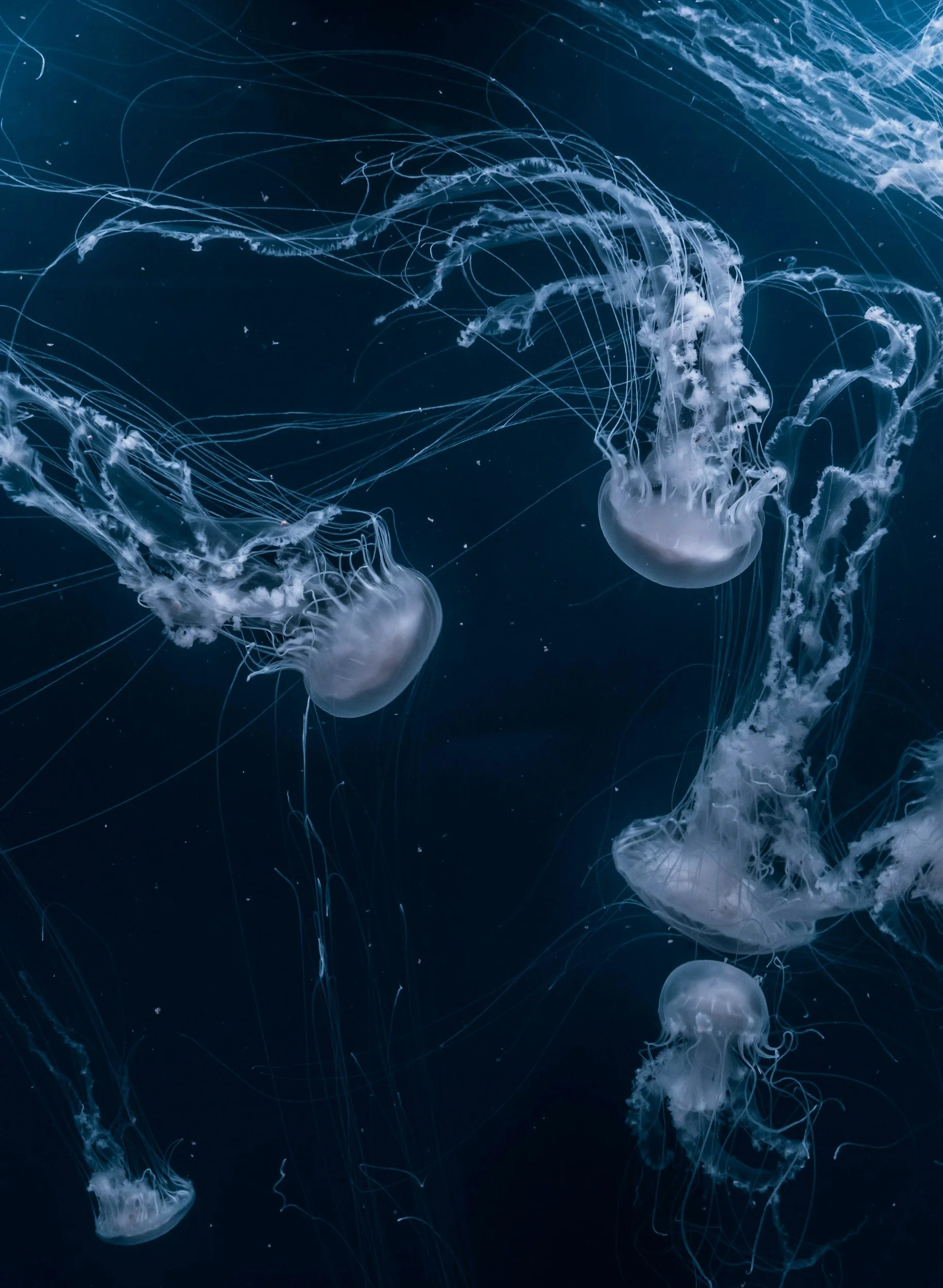 Méduse transparente nageant dans l'eau bleue