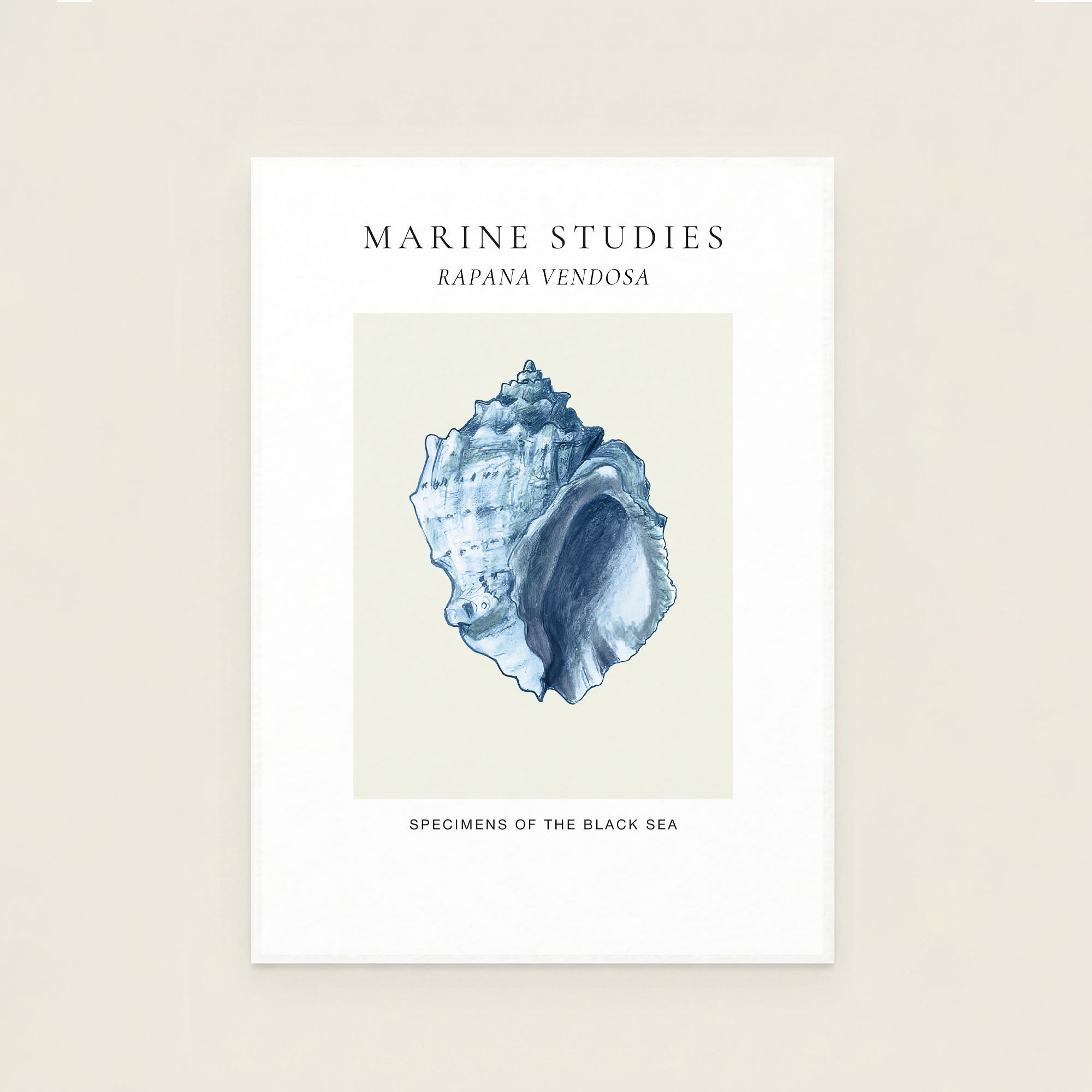 rapana-shell-navy-marine-study-art-print.jpg (Copy)
