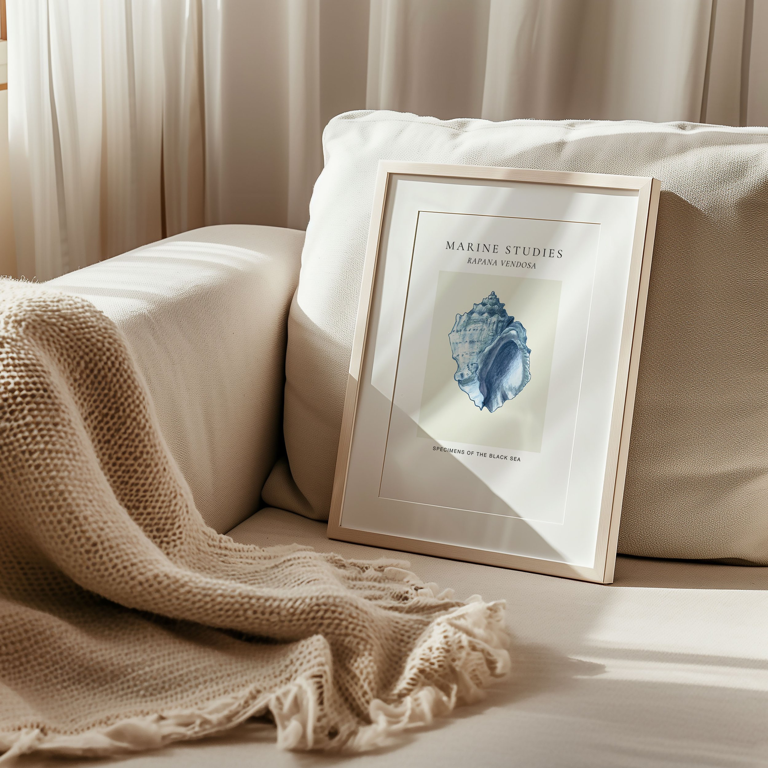 rapana-shell-navy-marine-study-framed-print.jpg