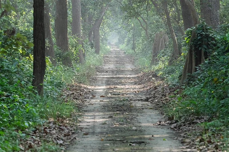 A dirt pathway through a green, wooded forest with trees on both sides, leading into a misty distance.