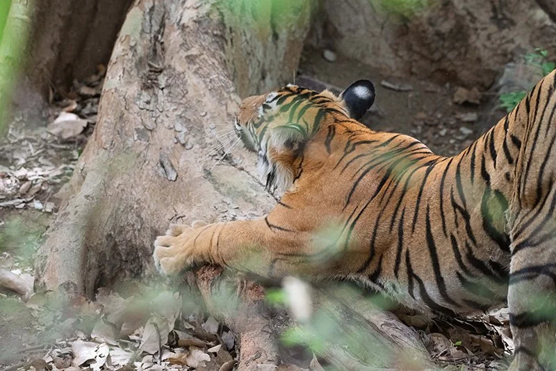 A tiger lying on the ground, grasping a tree trunk with its front paws, in a forest setting.