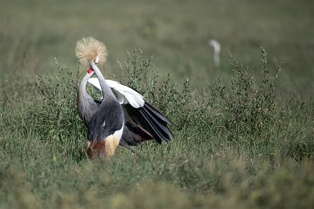 Two cranes, one with a fluffy crest, are engaging in a courtship display in a grassy wetland area, with another bird visible in the background.