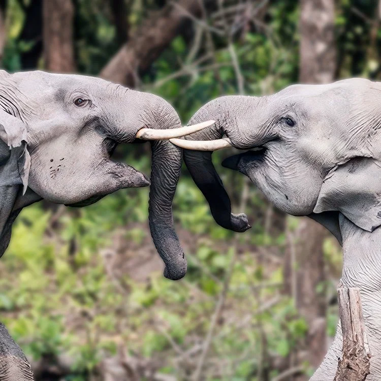 Two elephants touching their trunks together in a forest setting.