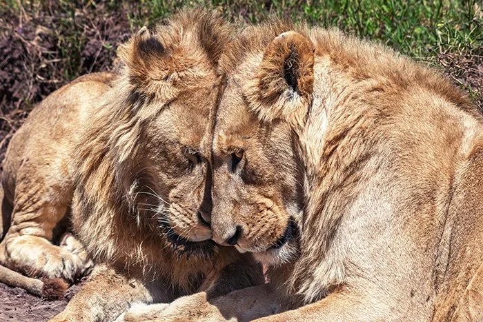 Two lions lying close together with their foreheads touching in a grassy area.